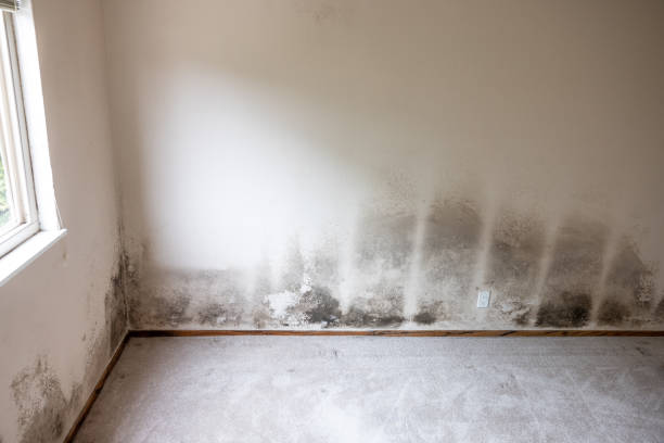 Reliable Landisville, PA Mold Removal Solutions